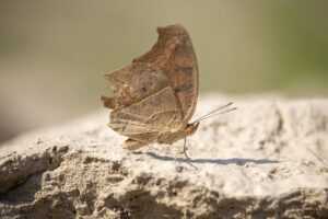 sarah maas throne of glass series order