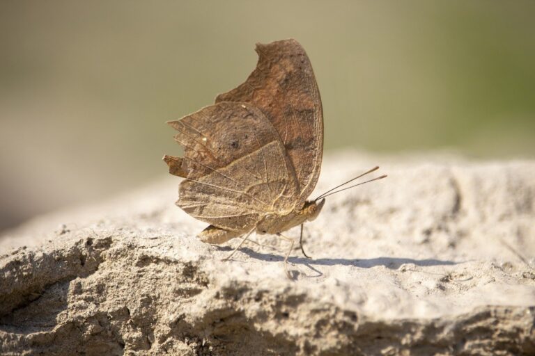 sarah maas throne of glass series order