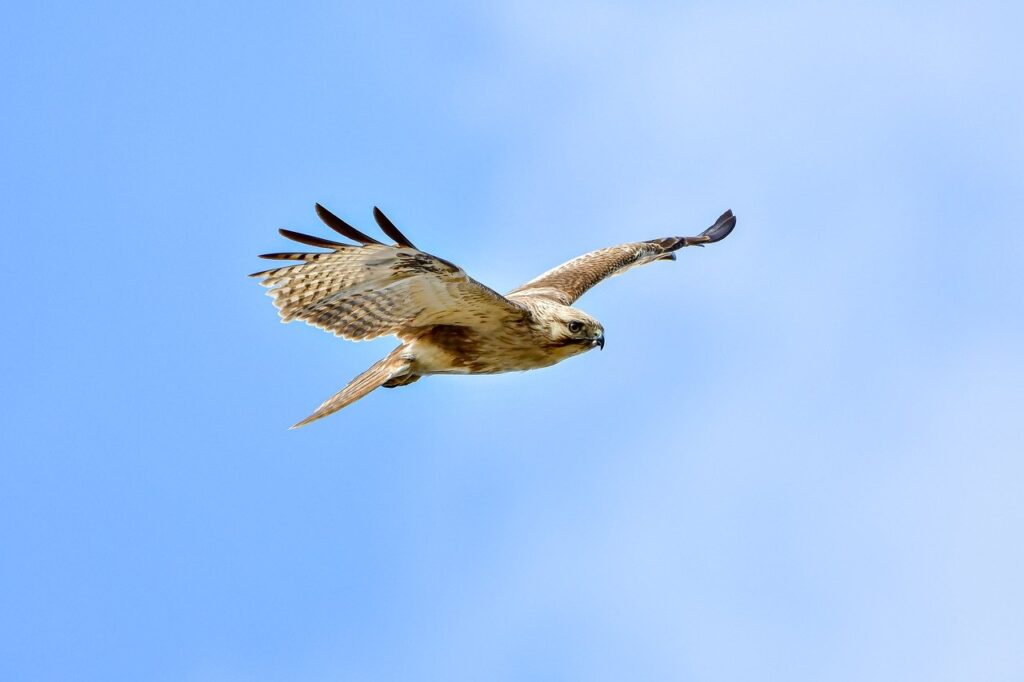 series llc vs professional llc alabama