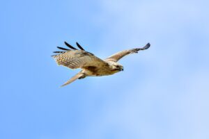 series llc vs professional llc alabama