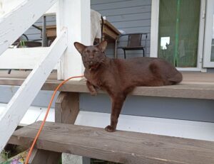 how to download widdeadvi in pc windows 7