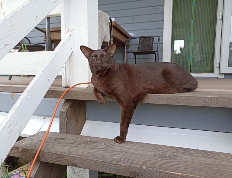 how to download widdeadvi in pc windows 7