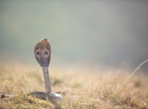 giorgia whigham cobra kai