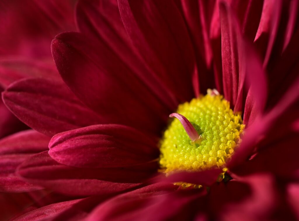 wallpaper lassana photo