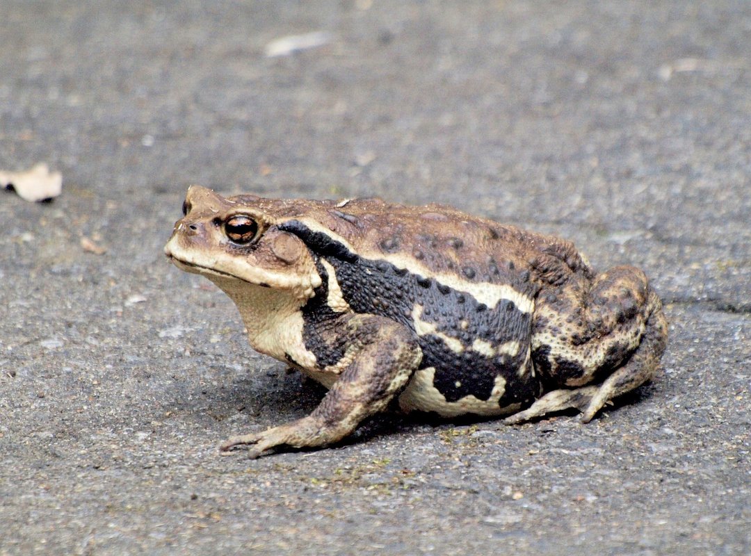 Common Spelling Variations and How to Pronounce It Correctly