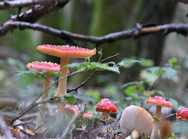 epidemia cachureos gif