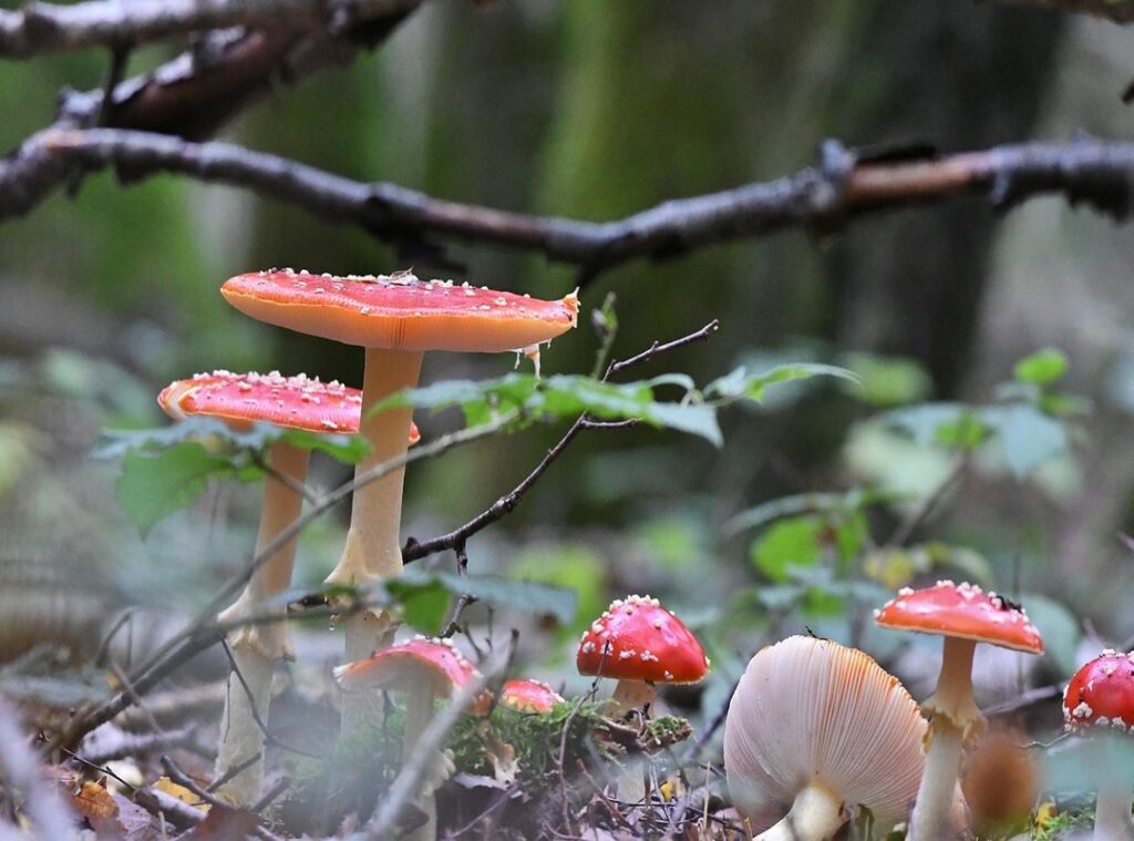 goedemorgen liefste gif