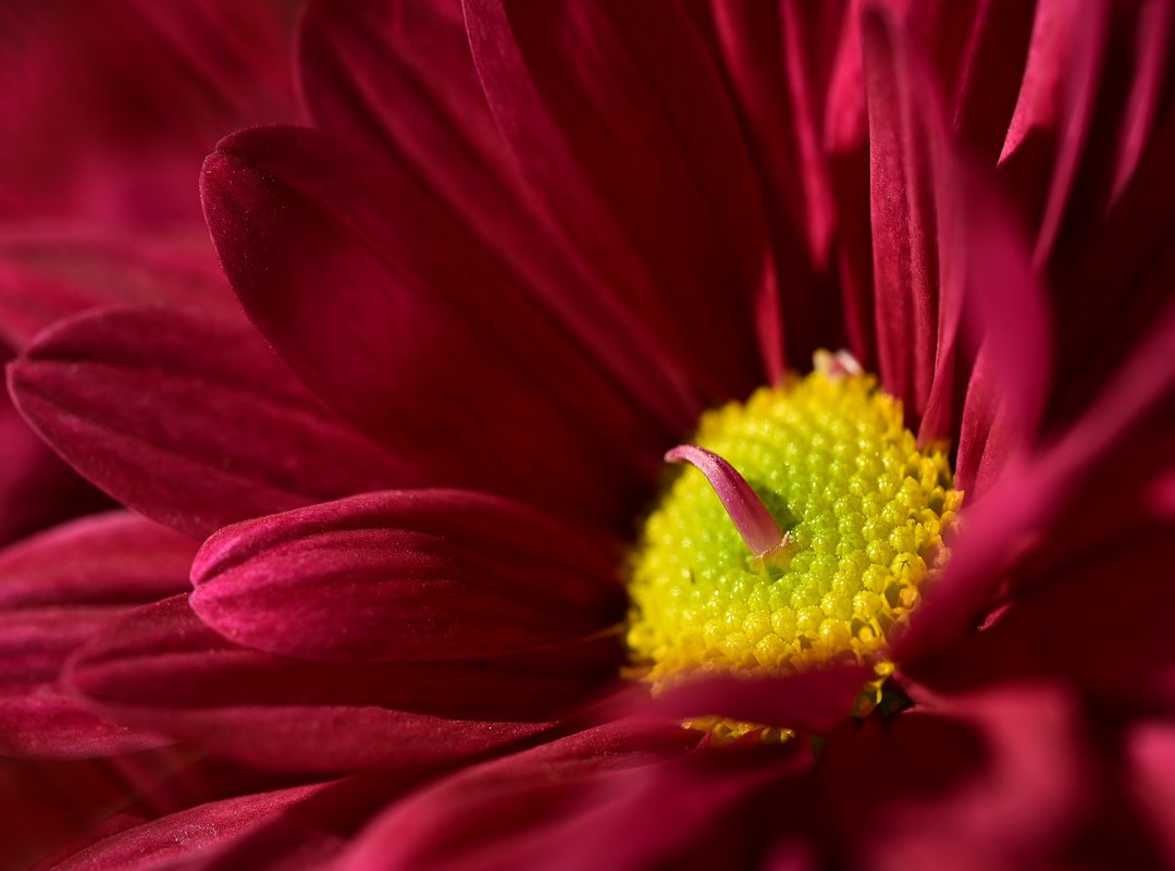 The Pros and Cons of Using Photo Wallpaper