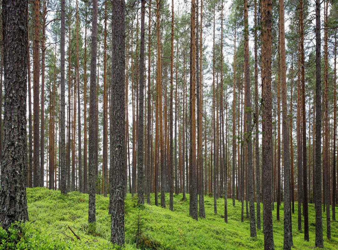 Top Picks: Best Salonpas Products at Kruidvat