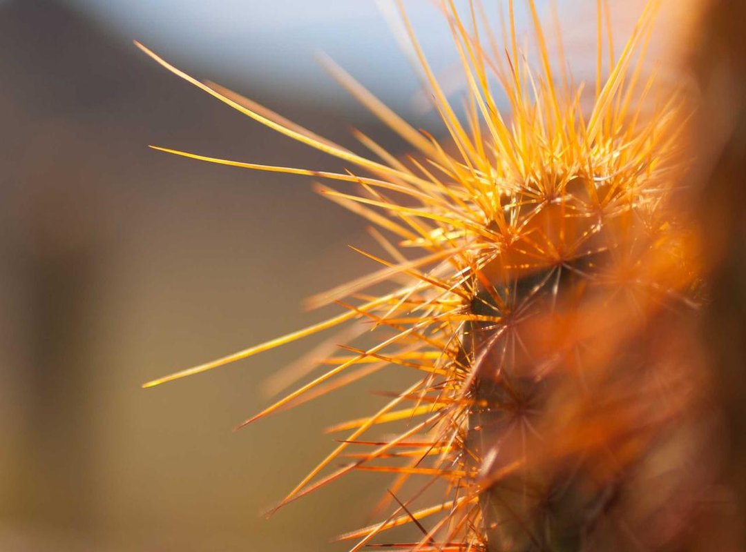 Building the World: Setting, Themes, and Foreshadowing